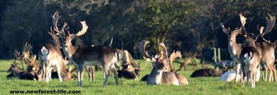 New Forest Fallow deer stags and herd at Ober Water