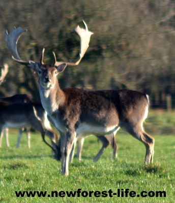 New Forest deer near Oberwater Brockenhurst