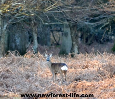 New Forest deer. Roe deer near Brockenhurst