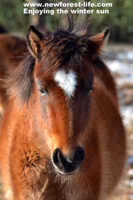 New Forest pony