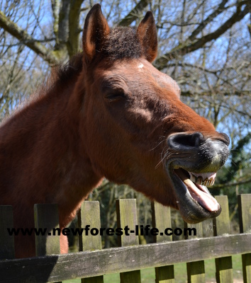 new Forest pony at my fence - how rude!