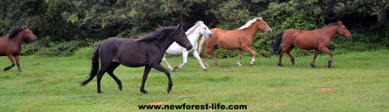 New Forest ponies after the Drift