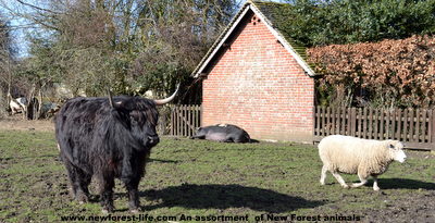 New Forest cow, sheep and pig 