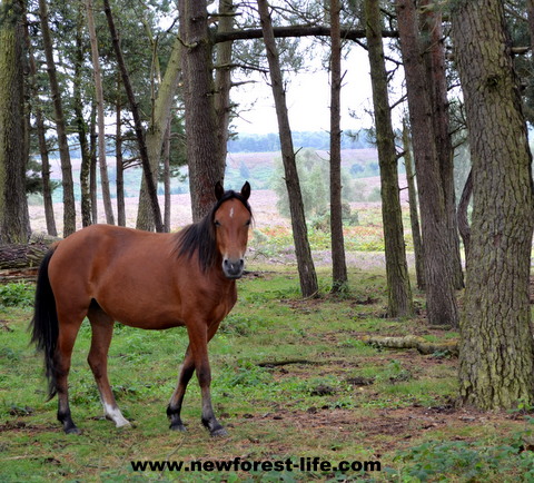 New Forest pony and far views