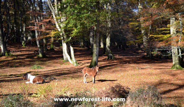 New Forest pony in autumn woodland