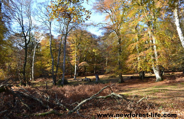 New Forest autumn