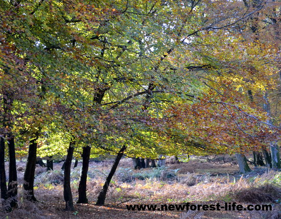 New Forest autumn