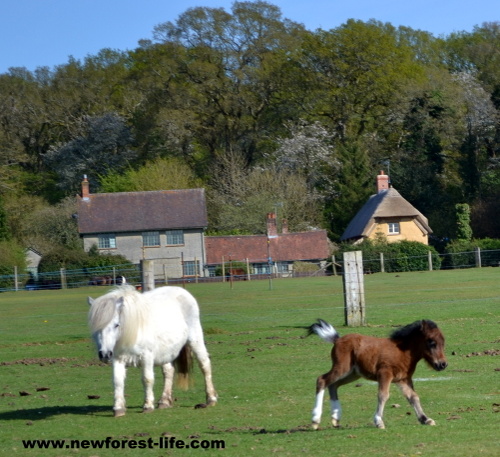 New Forest shetland pony foal having a play