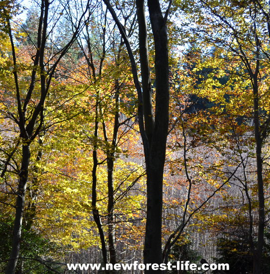 New Forest danger - is there a mire or bog near this woodland? Take care where you walk.