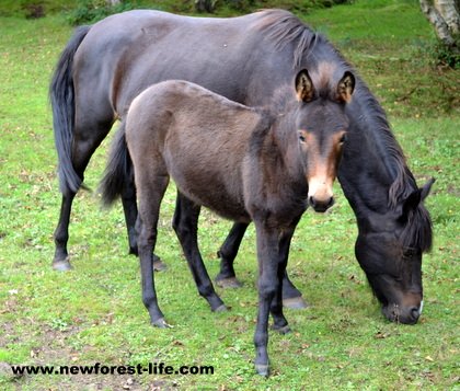 New Forest pony and her foal