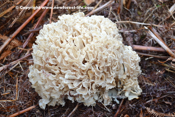 New Forest fungi do you think it looks like a brain?