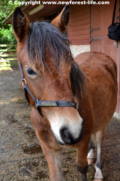 My New Forest foal yearling is now a gelding! All went well.