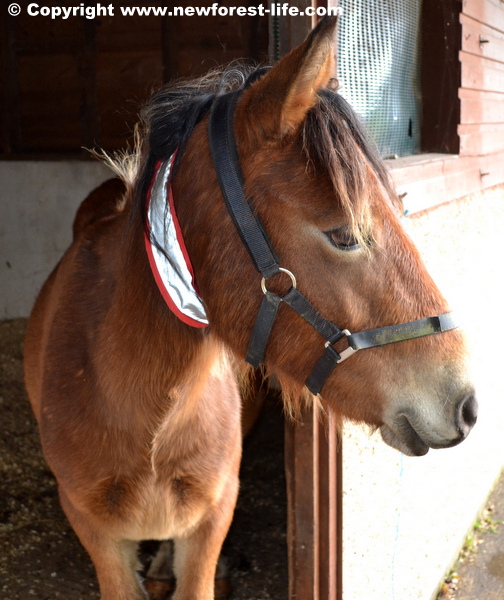 My New Forest foal yearling is now a gelding! All went well.