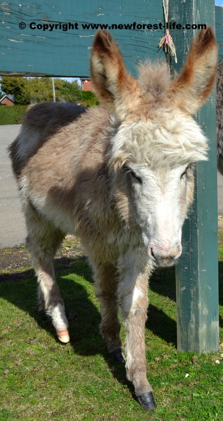 New Forest donkey foal