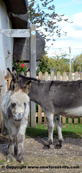 New Forest donkey foal