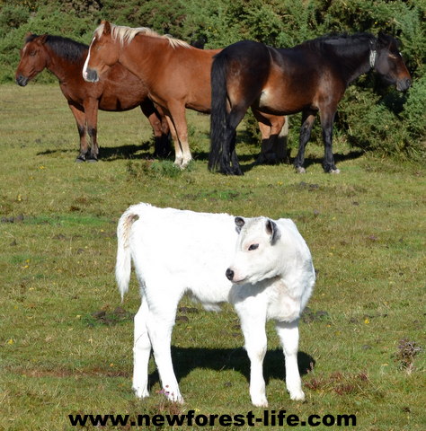 New Forest ponies and calf enjoying the sun.