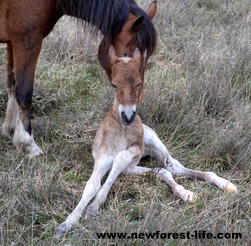 My New Forest pony foal is successfully born - he had trouble standing up at first