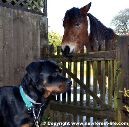 New Forest pony and our Rottie
