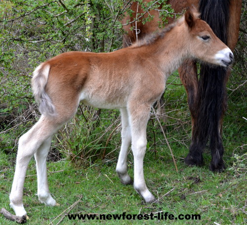 My New Forest foal aged 17hours old