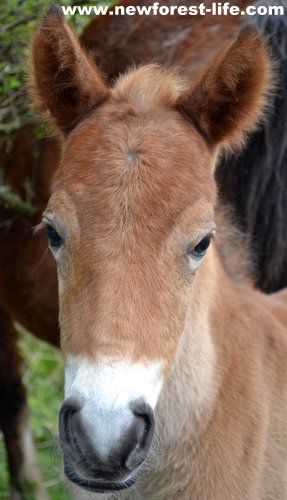 My New Forest foal aged 17hours old