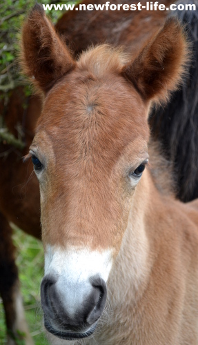 My New Forest foal aged 17hours old