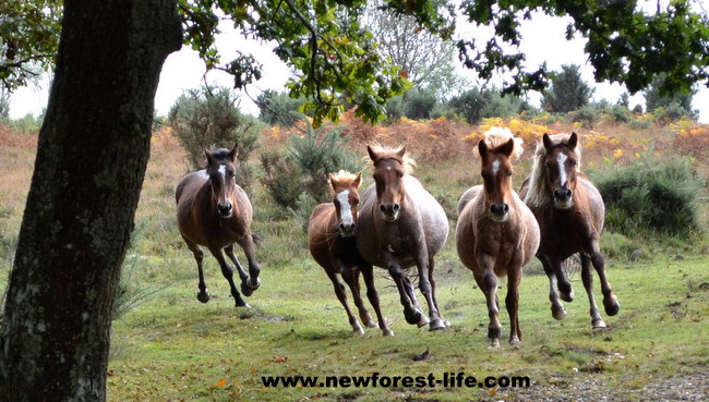 New Forest ponies at the Drift