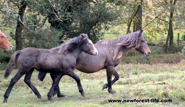 New Forest pony and her foal going through The Drift