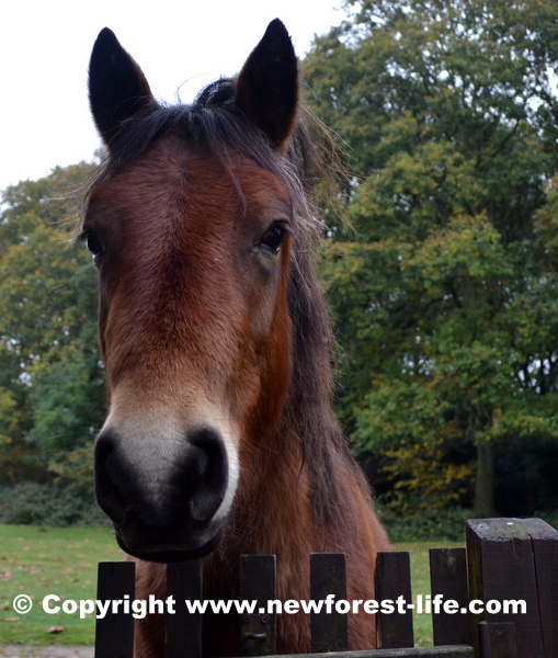 New Forest pony at our gate