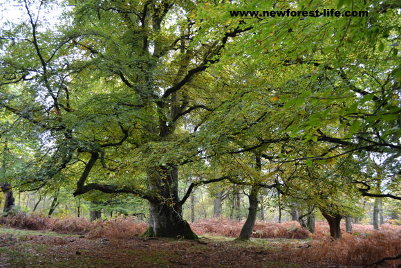 A huge ancient New Forest beech tree in autumn shades
