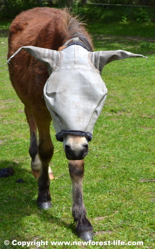 New Forest pony or court jester?