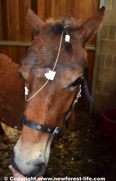 My new Forest pony in the equine hospitall