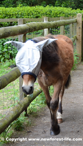 New Forest pony in his fly mask after puncturing his eye