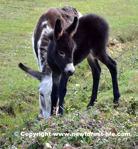 New Forest donkey foal
