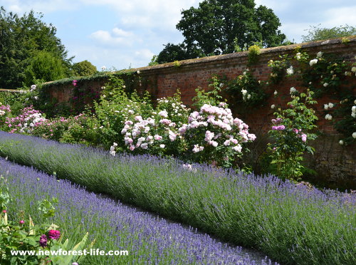 Mottisfont National Trust Rose Garden lavender borders