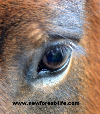 New Forest pony