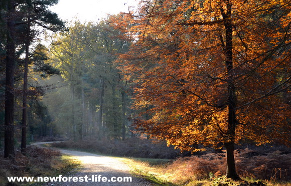 New Forest autumn light through the woodland trees