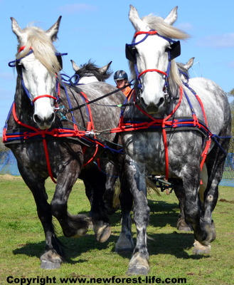 Southern Counties Heavy Horse Show entrants.