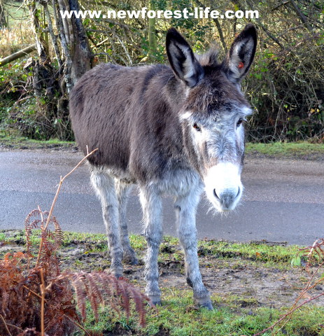 New Forest National Park donkey