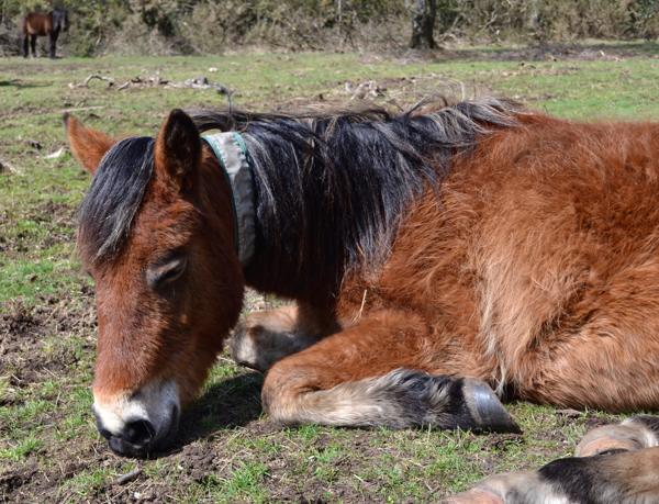 New Forest pony enjoying some Spring sunshine