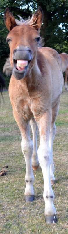 New Forest foal - he was even cheeky when he was younger too!