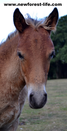 New Forest pony foal