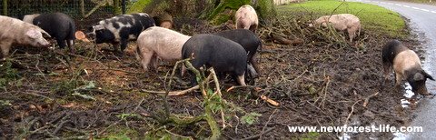 New Forest pigs