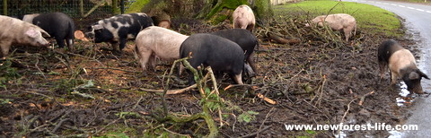 New Forest pigs