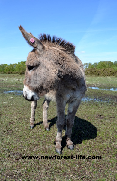 New Forest donkey