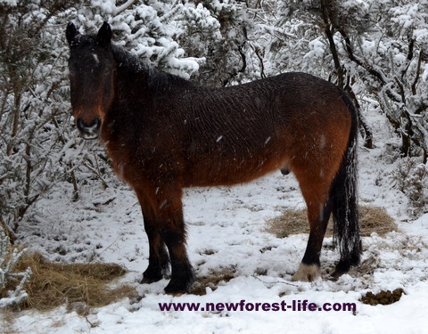 New Forest pony in light snow