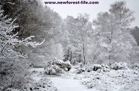 New Forest National Park 2013 snow