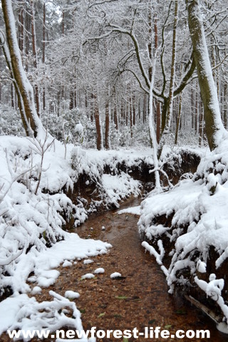New Forest National Park snow scene.