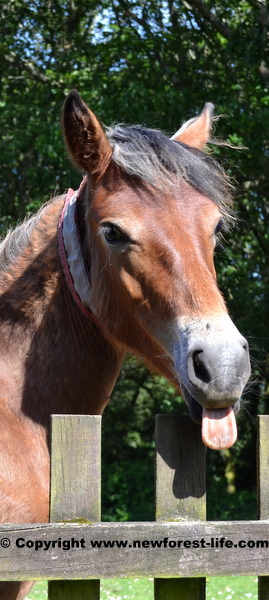 New Forest pony