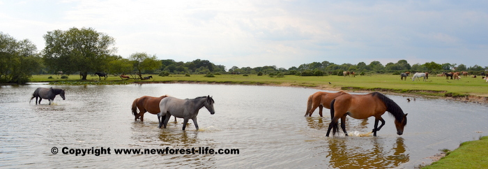 New Forest ponies enjoying a splash at Janesmoor Pond