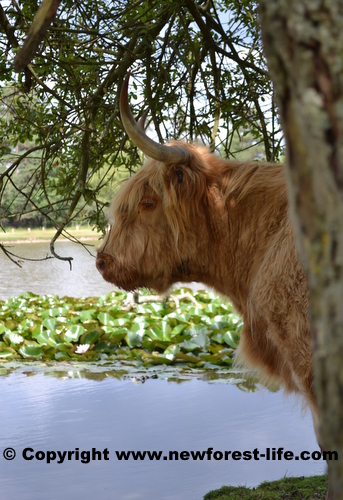 New Forest Highland cow near Janesmoor Pond